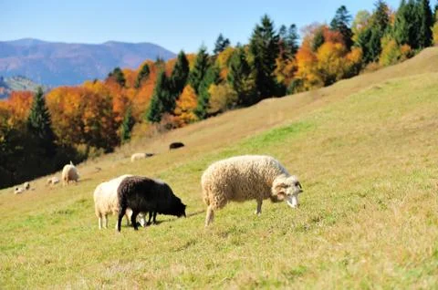 Sheep on a field Stock Photos