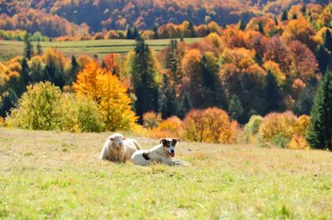 Sheep on a field Stock Photos