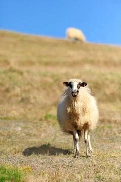Sheep on a field Stock Photos