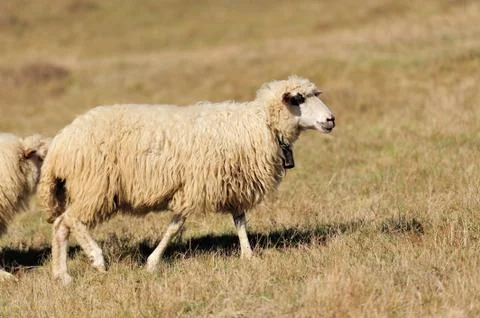 Sheep on a field Stock Photos