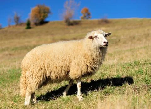 Sheep on a field Stock Photos