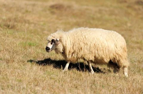 Sheep on a field Stock Photos