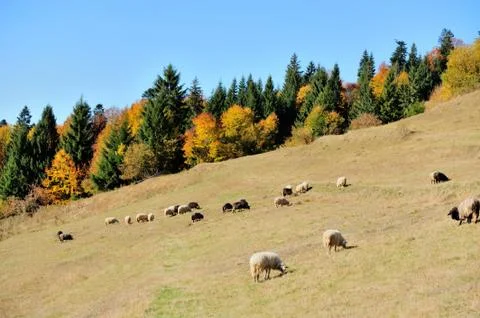 Sheep on a field Stock Photos