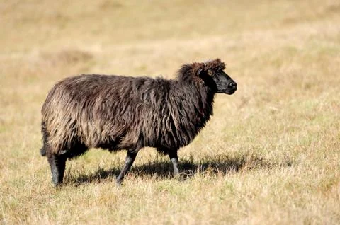 Sheep on a field Stock Photos