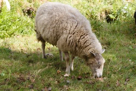 Sheep in a field Foto stock