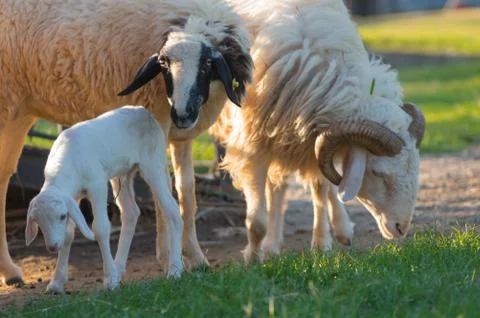 Sheep on field. Stock Photos