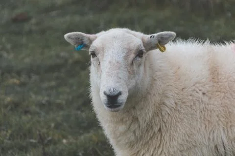 Sheep in a field Stock Photos