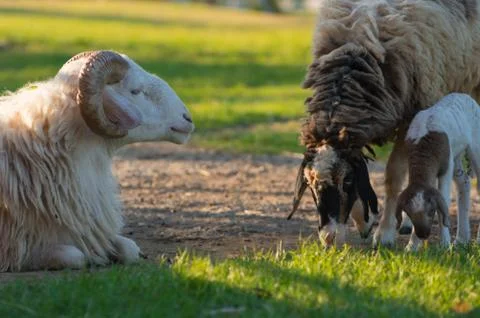 Sheep on field. Stock Photos