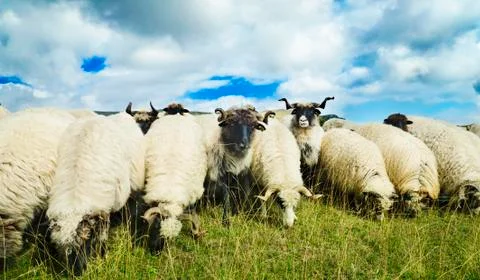 Sheep in the field Stock-Fotos