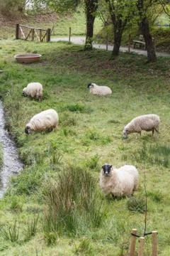 Sheep in a field Stock Photos