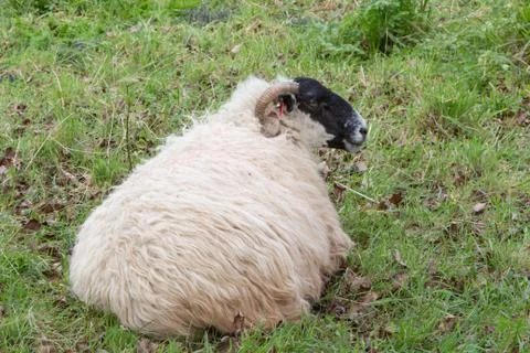 Sheep in a field Stock Photos