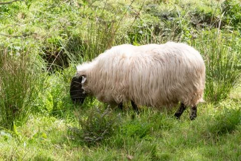 Sheep in a field Stock Photos