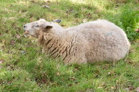 Sheep in a field Foto stock