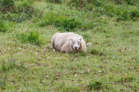 Sheep in a field Stock Photos