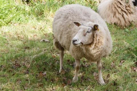 Sheep in a field Stock Photos