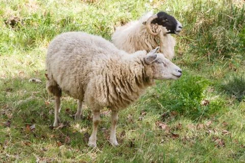 Sheep in a field Stock Photos