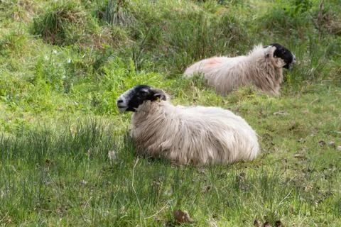 Sheep in a field Stock Photos