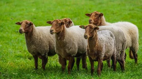 Sheep on a field 스톡 사진