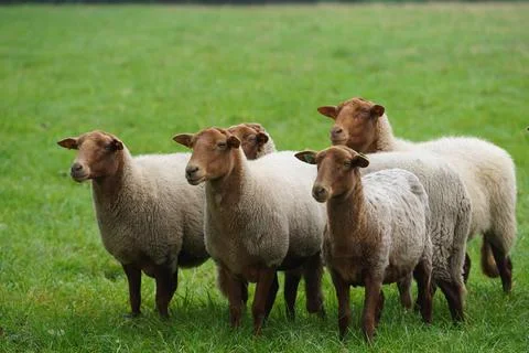 Sheep on a field. Stock-Fotos