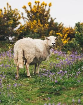 Sheep in field Stock Photos