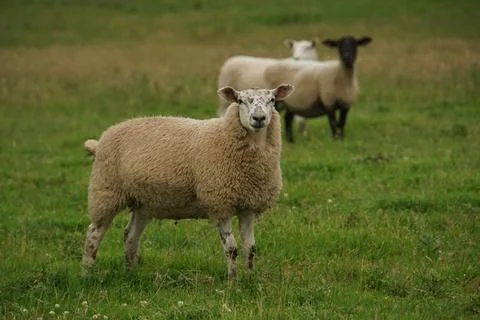 Sheep in the Field Stock Photos