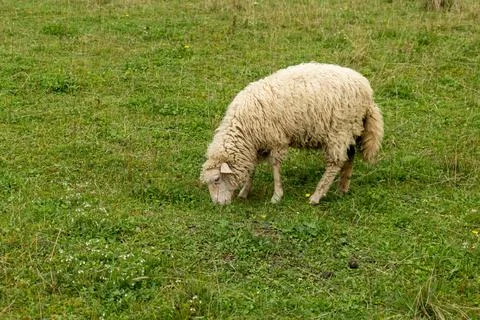 Sheep in the field Stock Photos