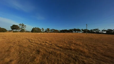 Sheep in the field run in a flock Drone footage Stock Footage 243555936