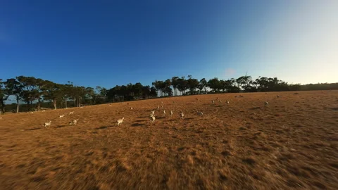 Sheep in the field run in a flock Drone footage Stock Footage 243556215
