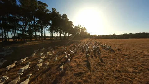 Sheep in the field run in a flock Drone footage Stock Footage 243556294