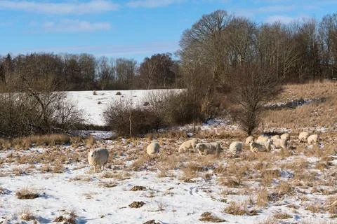 Sheep on a field with snow Foto stock