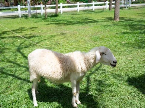 Sheep on field in spring Stock Photos