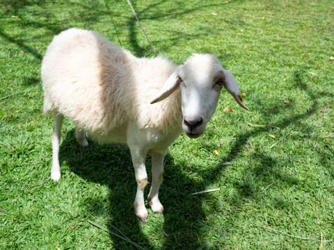 Sheep on field in spring Stock Photos