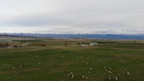 Sheep In Field Spring With Snow Capped Mountains 4k Stock Footage 96561808