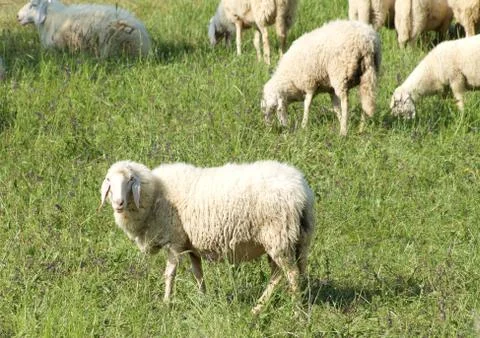 Sheep in a field standing on the grass Stock Photos