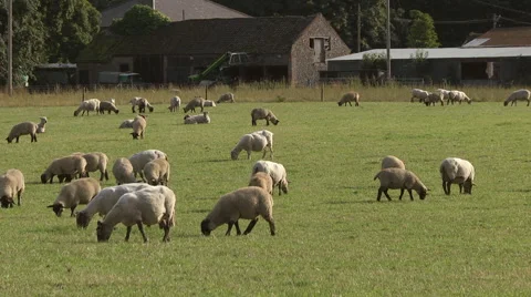 Sheep in a field in Suffolk, UK Stock Footage 46632959