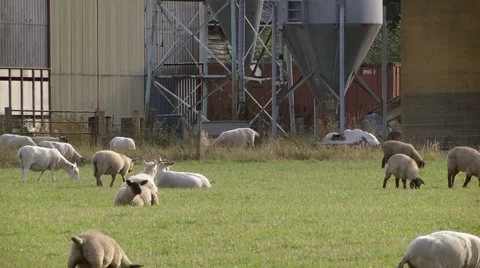 Sheep in a field in Suffolk, UK Stock Footage 46640432