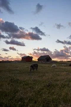 Sheep in the field at sunset with a barn in the background Stock Photos