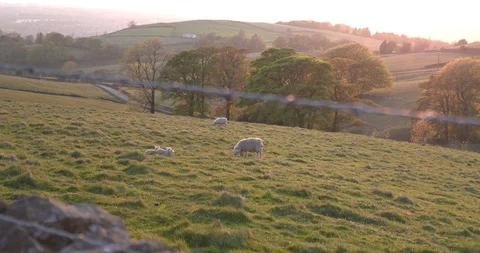 Sheep in field at sunset Stock Footage 129755408