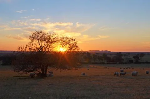 Sheep in field at sunset Stock Photos