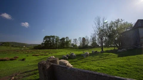 Sheep Field Timelapse 스톡 동영상 310563772