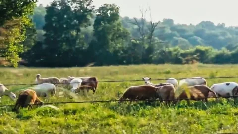 Sheep in field tracking shot 2 Stock Footage 205313532
