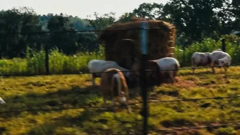 Sheep in field tracking shot Stock Footage 205313548