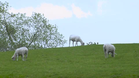 Sheep in field UK Stock Footage 247287061