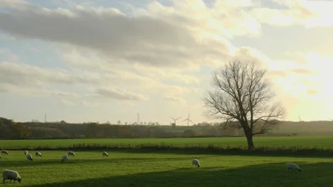 Sheep in a field wide angle UK farm with a warm sun glow Vídeo Stock 143014857
