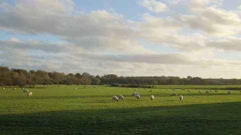 Sheep in a field wide angle UK farm outside with a blue sky Vídeo Stock 143015009