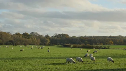Sheep in a field wide angle UK farm Vídeo Stock 143015203
