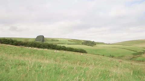Sheep on field wide camera pan Stock-Footage 143735729