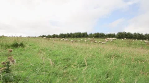 Sheep on field wide Stock-Footage 143735642