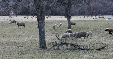 Sheep In A Field In Winter Stock-Footage 123796683