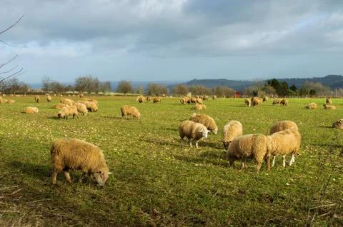 Sheep in a field in winter Stock-Fotos